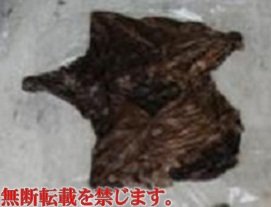 着衣